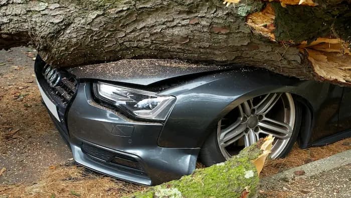 Medis nusprendė prigult ant Jūsų automobilio?